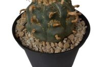 Buy Peyote Cactus Online