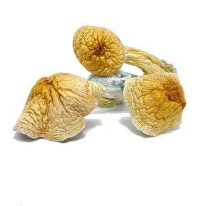 African Kobe Magic Mushrooms