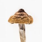 B Plus Magic Mushrooms For Sale